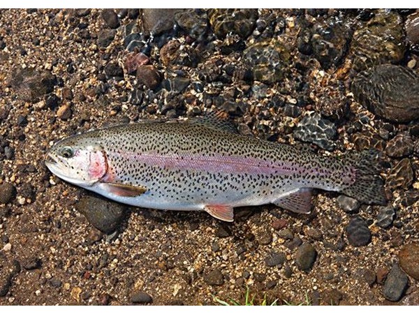 õпͭԴ