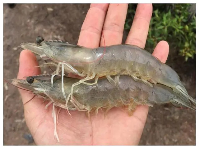 ϺֳʲôʱҪЩϺҪһҪղأ